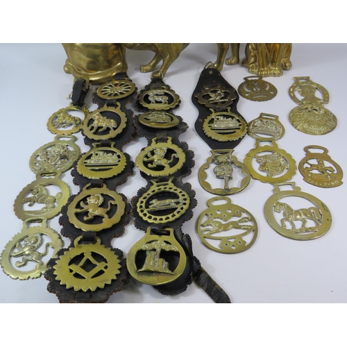 1051 - 3 Large brass cat figures and a selection of horse brasses.