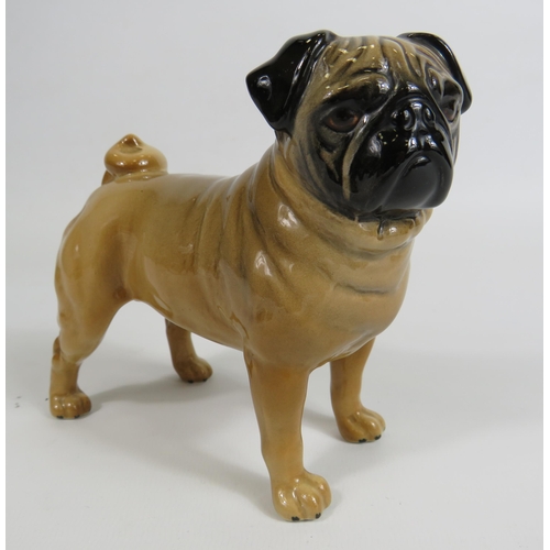 43 - Beswick Pug Dog figurine Ch Cutmil Cupie, 11.5cm tall & 12cm long.