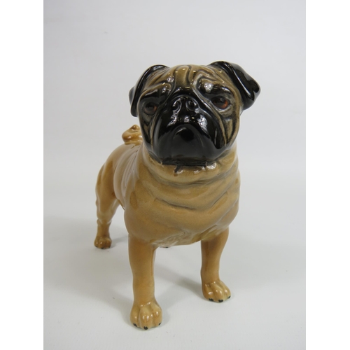 43 - Beswick Pug Dog figurine Ch Cutmil Cupie, 11.5cm tall & 12cm long.