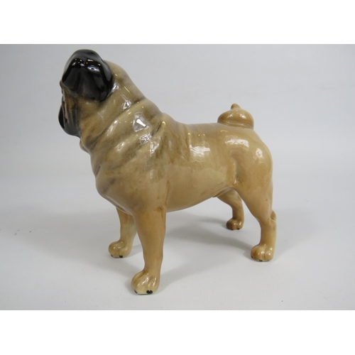 43 - Beswick Pug Dog figurine Ch Cutmil Cupie, 11.5cm tall & 12cm long.