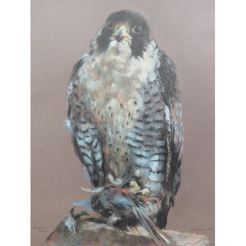 400 - Large and wonderful study of a Peregrine Falcon with prey by  P.J. Mason  1982.  Framed and mounted ... 