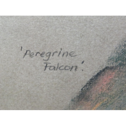 400 - Large and wonderful study of a Peregrine Falcon with prey by  P.J. Mason  1982.  Framed and mounted ... 