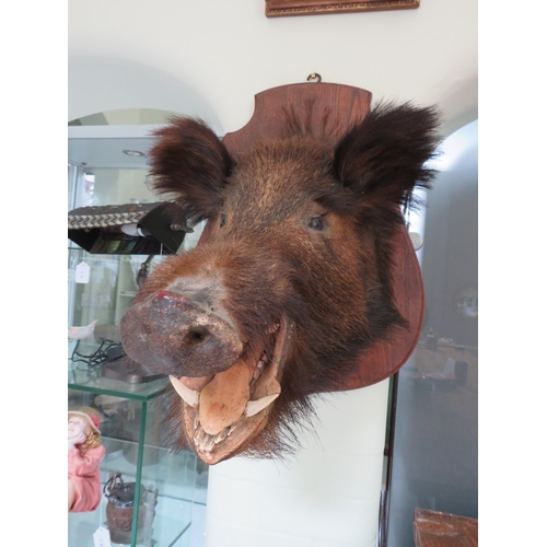 72 - Taxidermy large Wild boars head mounted on a wooden shield. (Shield is 16