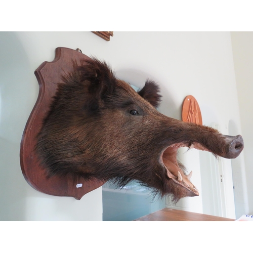 72 - Taxidermy large Wild boars head mounted on a wooden shield. (Shield is 16