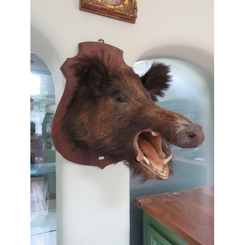 72 - Taxidermy large Wild boars head mounted on a wooden shield. (Shield is 16