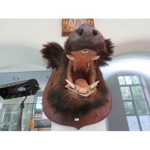 72 - Taxidermy large Wild boars head mounted on a wooden shield. (Shield is 16