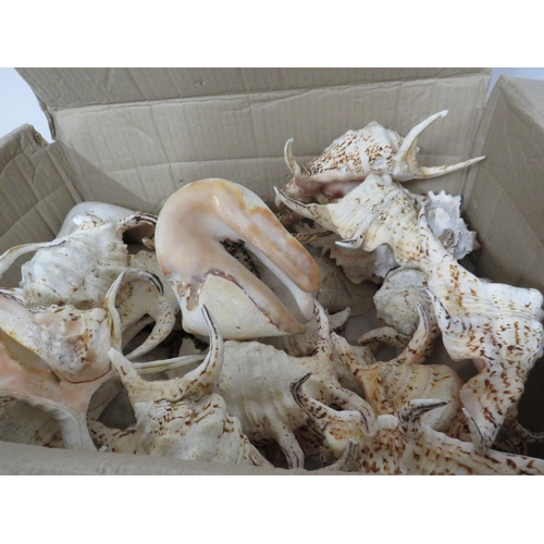 135 - Large selection of spider conch seashells etc.