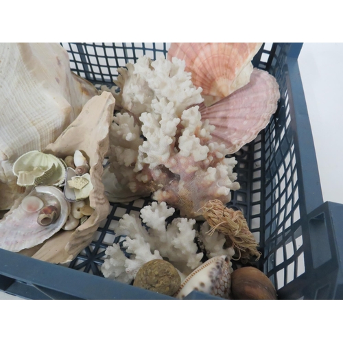 266 - Tray of Shells and coral.