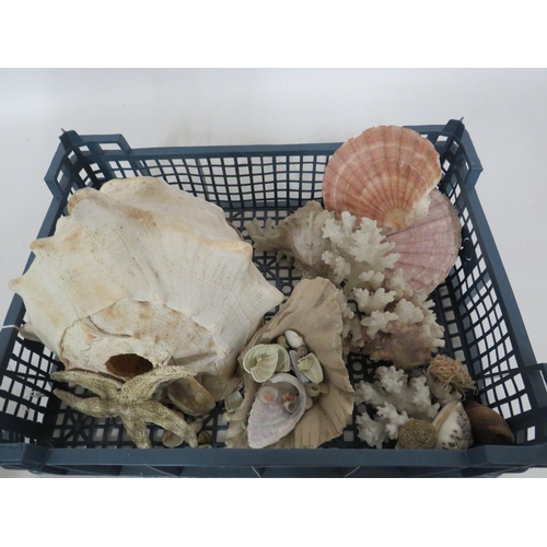 266 - Tray of Shells and coral.