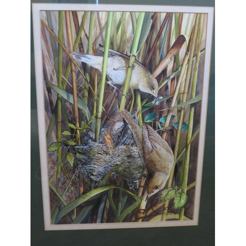 479 - Framed watercolour of Reed warblers and nest signed Brian Pugh, 25.5