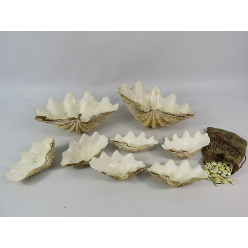 726 - Two large and Six smaller clam shells plus a bag of mini cowry shells.