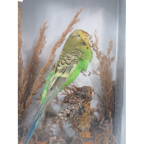 130 - Taxidermy Green and yellow budgie in a glass case, 10