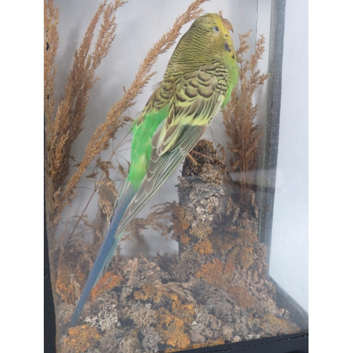 130 - Taxidermy Green and yellow budgie in a glass case, 10