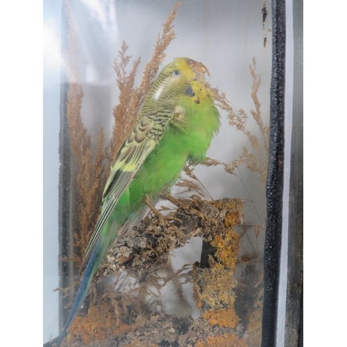 130 - Taxidermy Green and yellow budgie in a glass case, 10