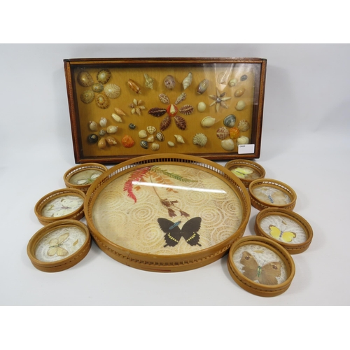 751 - Butterfly tray with seven coasters and a selection of shells in a display box with glass top.