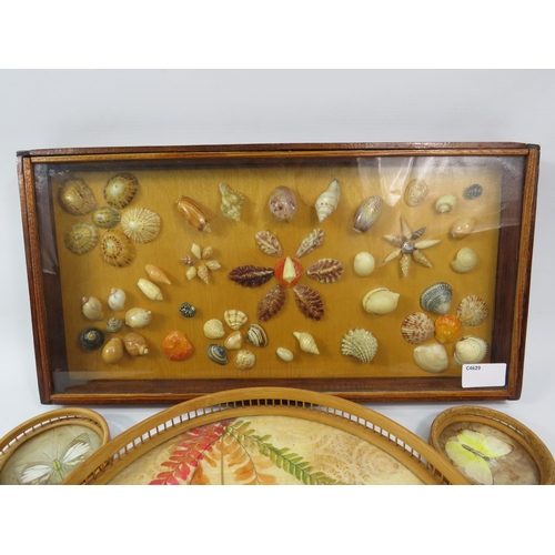 751 - Butterfly tray with seven coasters and a selection of shells in a display box with glass top.