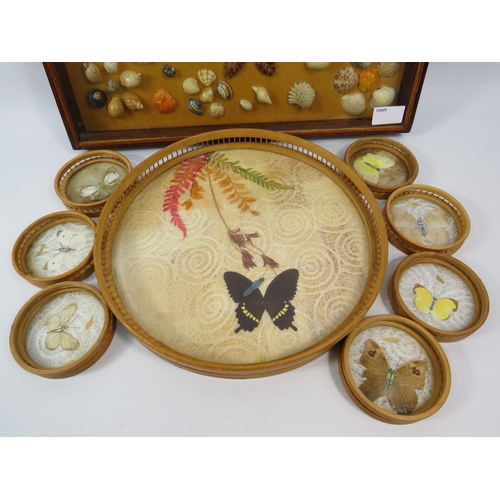 751 - Butterfly tray with seven coasters and a selection of shells in a display box with glass top.