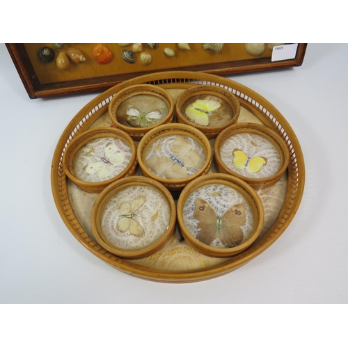 751 - Butterfly tray with seven coasters and a selection of shells in a display box with glass top.