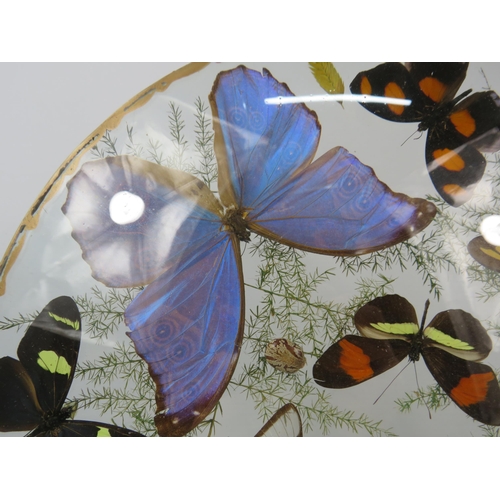 33 - Vintage Taxidermy butterflies in concave glass case, 12