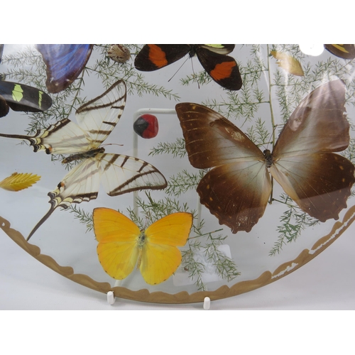 33 - Vintage Taxidermy butterflies in concave glass case, 12