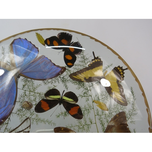 33 - Vintage Taxidermy butterflies in concave glass case, 12