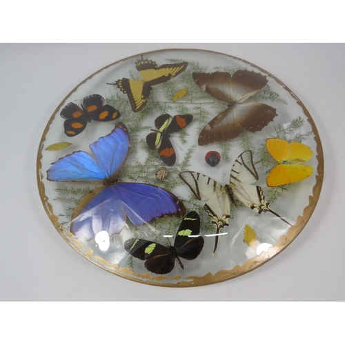 33 - Vintage Taxidermy butterflies in concave glass case, 12