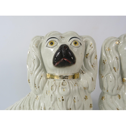 556 - Pair of Antique Staffordshire Spaniels, 12.5