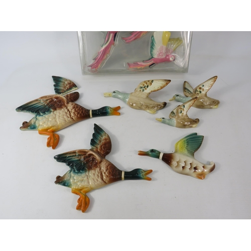 648 - Various Flying duck wall plaques plus a set of flying parrots. (Largest duck requires repaire).