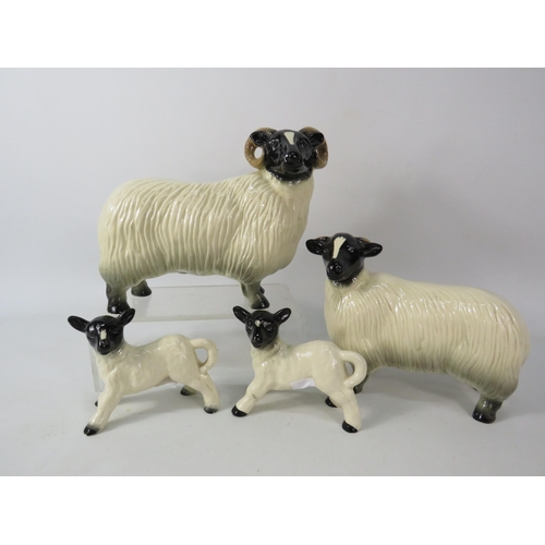 685 - Ceramic family of Sheep figurines, Ram. Ewe and two lambs. The largest measures 7