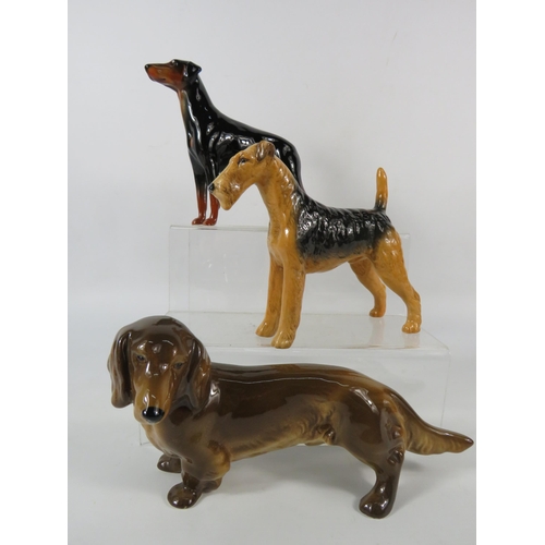 43 - Two Beswick dog figurines Doberman, Airedale and a Coopercraft Dachshund.