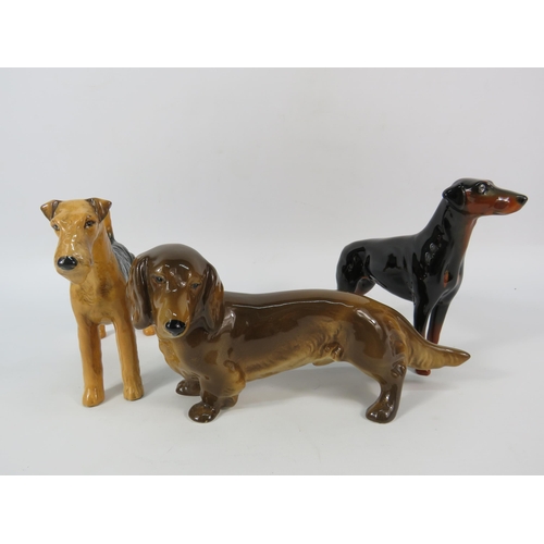 43 - Two Beswick dog figurines Doberman, Airedale and a Coopercraft Dachshund.