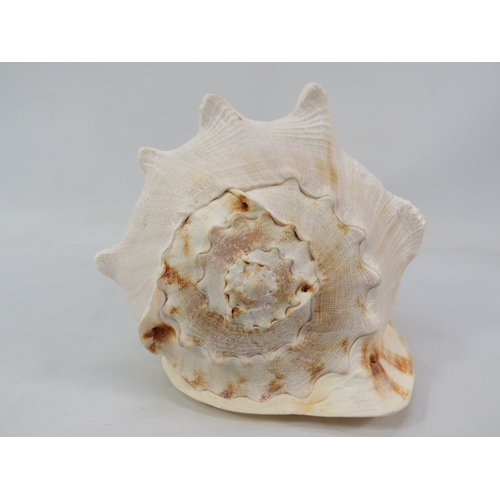 240 - Large shell ornament approx 8 inches tall, 8 inches wide and 10 inches long with two decorative plat... 
