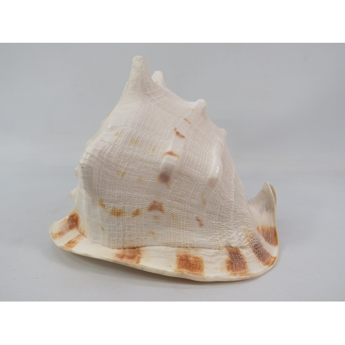 240 - Large shell ornament approx 8 inches tall, 8 inches wide and 10 inches long with two decorative plat... 