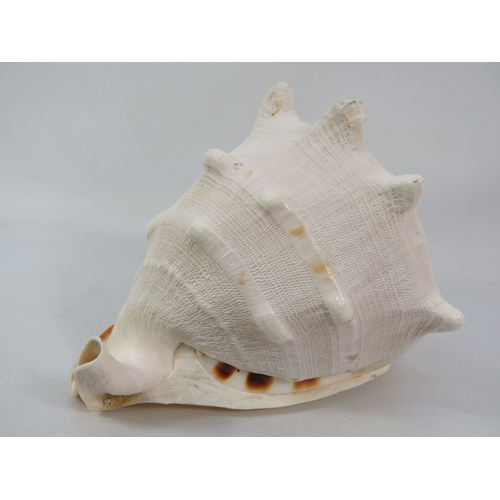 240 - Large shell ornament approx 8 inches tall, 8 inches wide and 10 inches long with two decorative plat... 