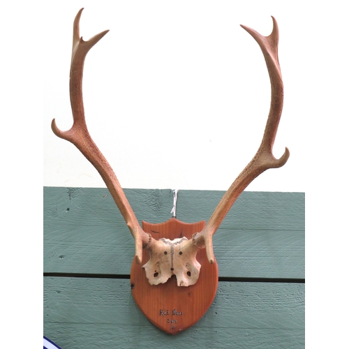 67 - Wall mounted red deer antlers on wooden shield plaque
