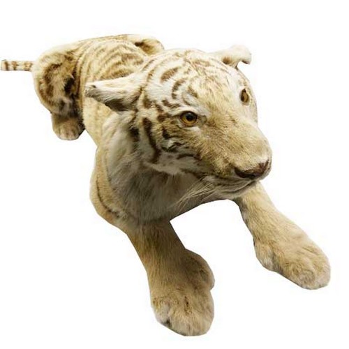 165 - A Taxidermy of a Full Size Tiger and its cub