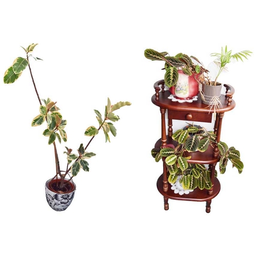 47 - A Three Shelf Whatnot and its Contents, Large Plant and Plant Pot