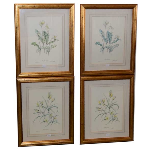 590 - A Very Good Set of Four Botanical Prints