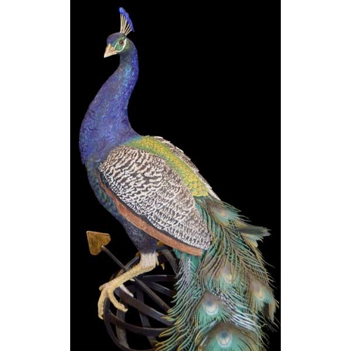 100 - A Large Limited Edition Border Fine Arts Figurine 'Regal Splendour', Celebrating The Millenium