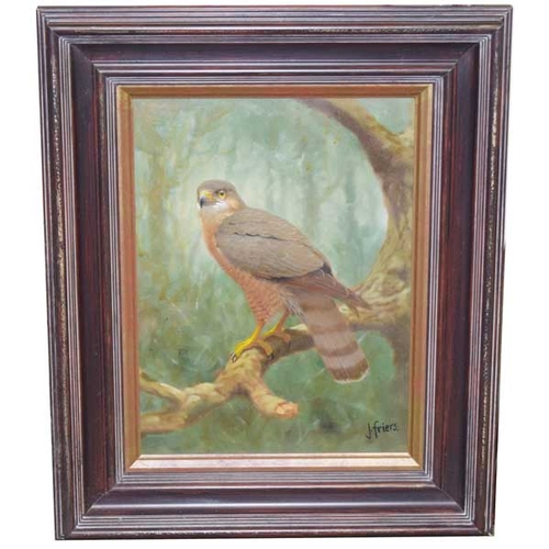 90 - An Oil Painting 'Sparrow Hawk' - Julian Friers