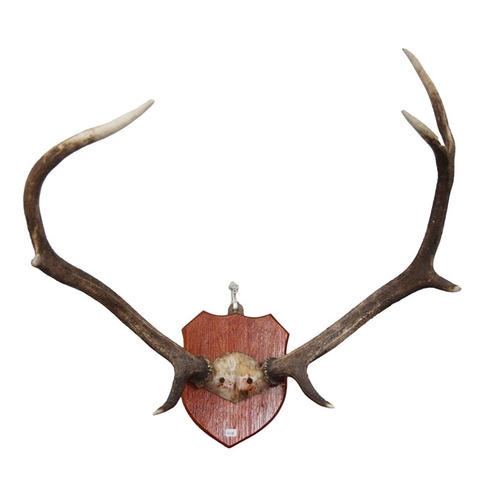 300 - A Set of Mounted Antlers