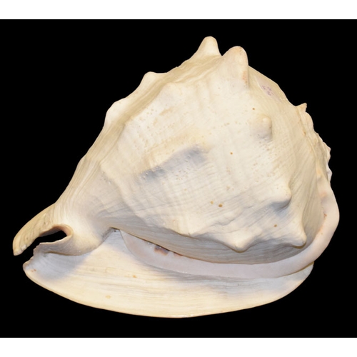 714 - A Large Vintage Conch Shell