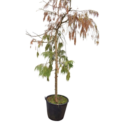 2 - A Circular Planter and its Contents