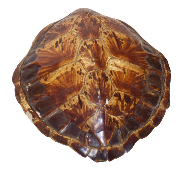 A Large Turtle Shell
