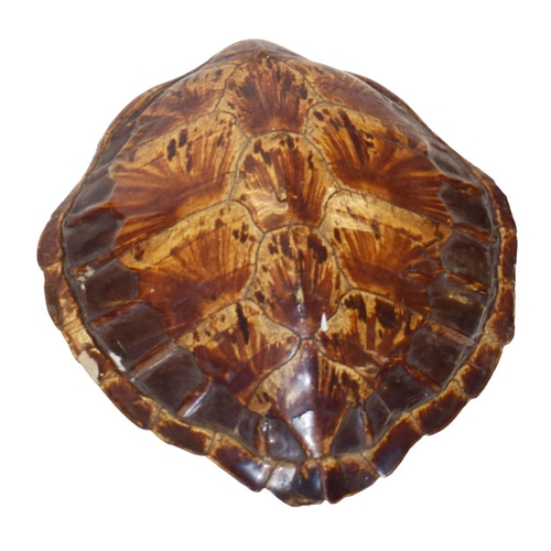 A Large Turtle Shell