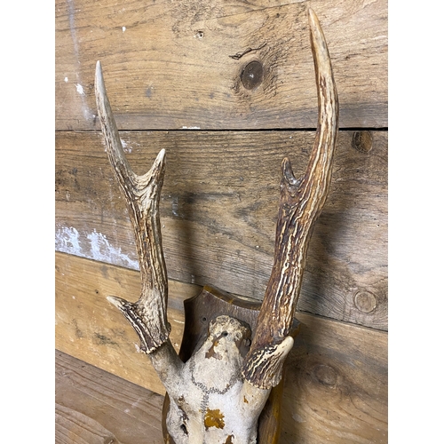 291 - Mounted Deer Antlers