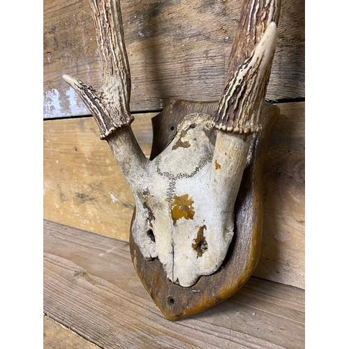 291 - Mounted Deer Antlers