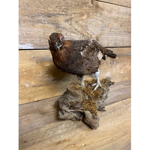 294 - Taxidermy Grouse on Small Log Base