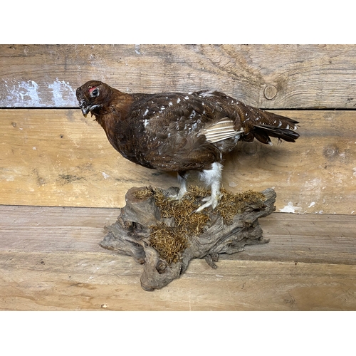 294 - Taxidermy Grouse on Small Log Base