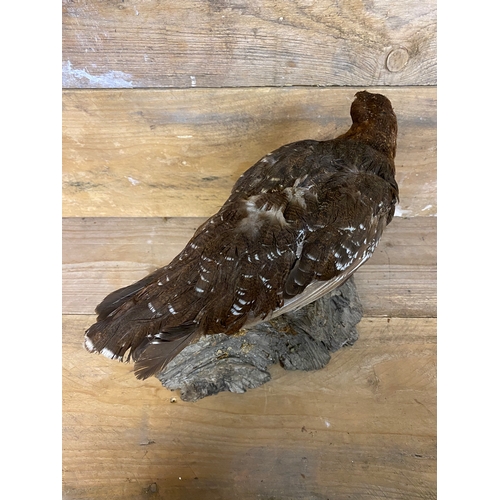 294 - Taxidermy Grouse on Small Log Base